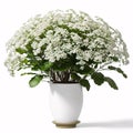 Alyssum flowers are isolated on a white background.