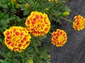 Alyssum flowers red and yellow in the garden freshly watered. Flores de tagete color amarillo y rojo, en el jardÃÂ­n.