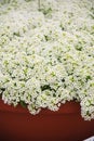 Alyssum flowers. Alyssum in sweet colors. Alyssum in a red brown pot on wood table