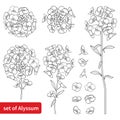 Vector set with outline Alyssum flower bunch with leaf in black isolated on white background. Royalty Free Stock Photo
