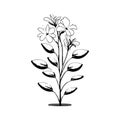 Alyssum lily Icon hand draw black colour plants logo symbol perfect