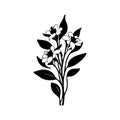 Alyssum lily Icon hand draw black colour plants logo symbol perfect