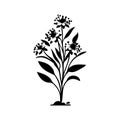 Alyssum lily Icon hand draw black colour plants logo symbol perfect