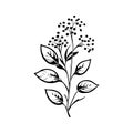 Alyssum lily Icon hand draw black colour plants logo symbol perfect