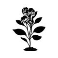 Alyssum lily Icon hand draw black colour plants logo symbol perfect