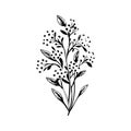 Alyssum lily Icon hand draw black colour plants logo symbol perfect