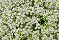 Alyssum Procumbens (Snow White