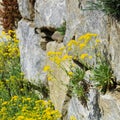 Alyssum saxatile