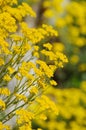 Alyssum saxatile plant