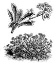 Alyssum Saxatile Variegatum Habit and Flower vintage illustration