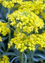 Yellow Alyssum flowers Royalty Free Stock Photo