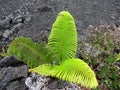 Ama`u fern or Sadleria cyatheoides growing near a old lava flow, Hawaii Volcanoes National Park, the Big Island, Hawaii, USA Royalty Free Stock Photo