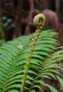 Ama'u ferns in Hawaii Volcanoes National Park, Hawaii