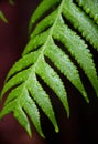 Ama'u ferns in Hawaii Volcanoes National Park, Hawaii