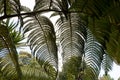 Ã¢â¬ËAma`u ferns near Hilo Forest Reserve