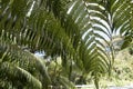 Ã¢â¬ËAma`u ferns near Hilo Forest Reserve