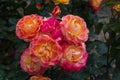 AMacro of fantastic colored roses in the spring garden