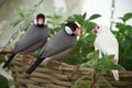 Java sparrow birds sit on the edge of a basket in the greenhouse