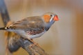 Amadina bird sitting on a tree branch