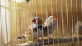 amadins birds in a cage. ornamental poultry. sale of pets.