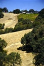 Amador County Vineyard