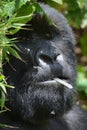 Mountain Gorilla Finds Shade in the Virungas.
