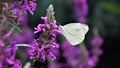 Amaizing butterfly purple color siting on a flwer