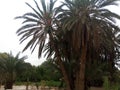 Real pic of natural palms algeria