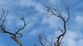 Amaizing panoramic panoramic view of blue skies. Birds at the branches. Nature concept