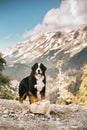 portrait beautiful happy Bernese mountain dog stay on road. high rocks on background