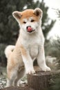 Portrait beautiful happy Japanese Akita dog puppy stay on ground . green forest on background