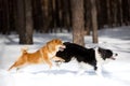 Shiba inu dog and border collie play on snow. trees on background