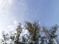 Amaizing skies view, some trees and clouds. Nature and environmental concept