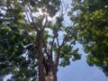 Amaizing view of beautiful big tree in Melaka