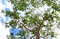 Amaizing view of beautiful frest tree with its green leaves and brown brunches