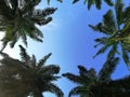 Amaizing view of beautiful skies with some green palm trees