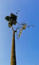 The amaizing view of beautiful tree with amaizing blue skies panoramic. Nature and environmental concepts