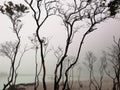 Amaizing view of beautiful volcanic crater of Mount Patuha aka Kawah Putih Indonesia. Tree silhouette and foging scenery