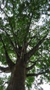 The amaizing view of big forest tree with its green leaves and big trunks and branches Royalty Free Stock Photo