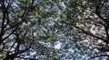 Amaizing view of green leaves, branches and trees at the park