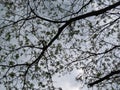 Amaizing view of leaves with some branches