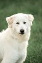 white Maremma stay on field look forward. country on background