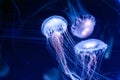 Amakusa jellyfishes closeup Royalty Free Stock Photo