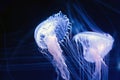 Amakusa jellyfishes