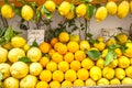 Amalfi cedars and lemons Royalty Free Stock Photo