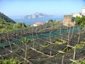 Vineyard with the view of Capri in the Amalfi Coast in Italy.