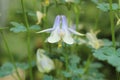 `Amalie`s Columbine` flower - Aquilegia Amaliae Royalty Free Stock Photo