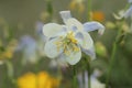 `Amalie`s Columbine` flower - Aquilegia Amaliae Royalty Free Stock Photo