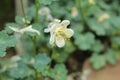 `Amalie`s Columbine` flower - Aquilegia Amaliae Royalty Free Stock Photo