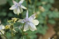 `Amalie`s Columbine` flower - Aquilegia Amaliae Royalty Free Stock Photo